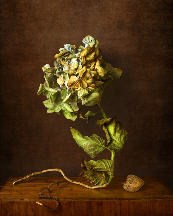 Simon Schollum | Through the Looking Glass | Hydrangea | Chinese  Golden latern |McATamney Gallery and Design Store | Geraldine NZ